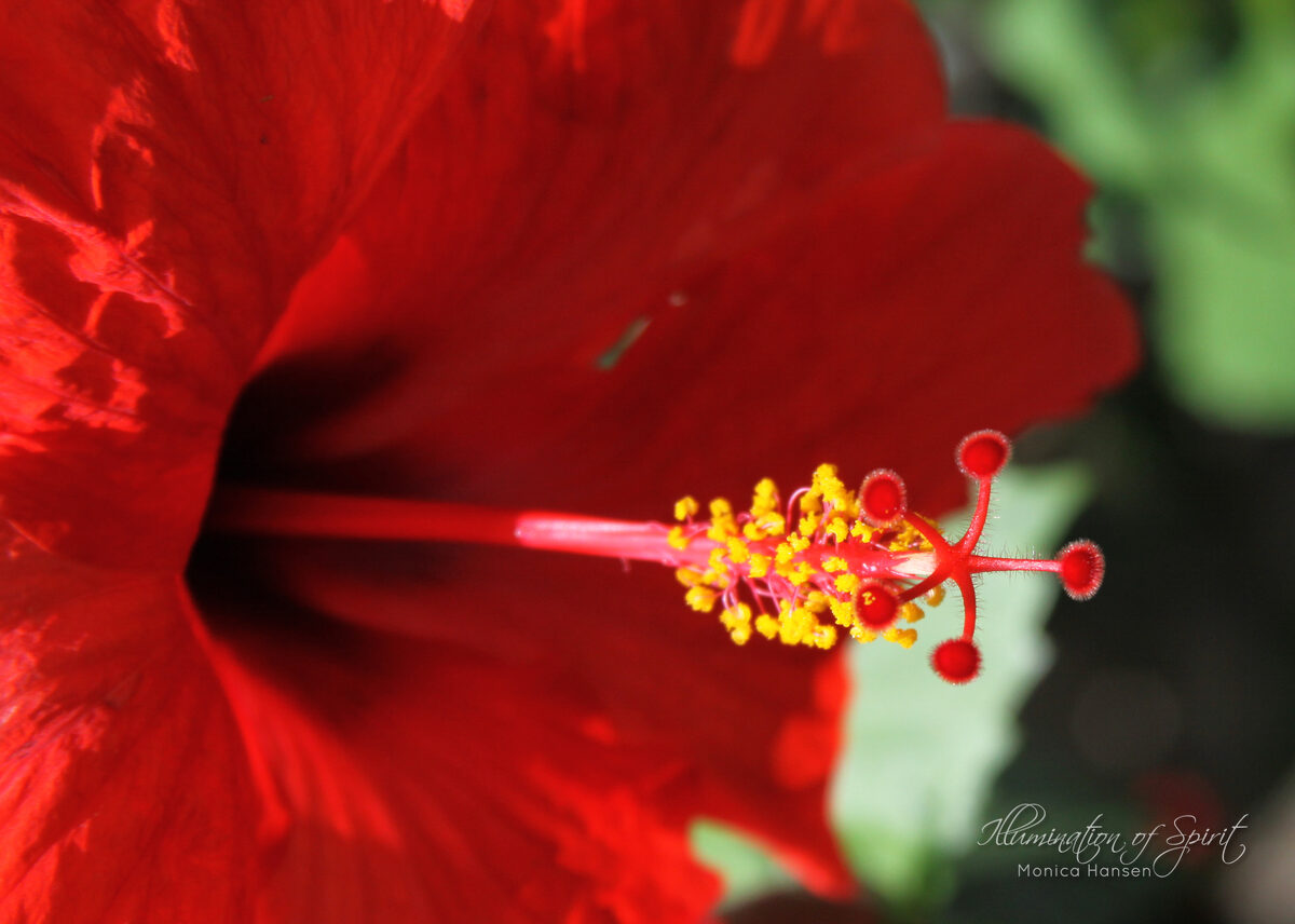 Photograph — Flowers & Gardens