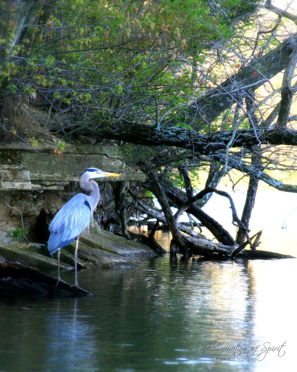 Photograph — Wildlife