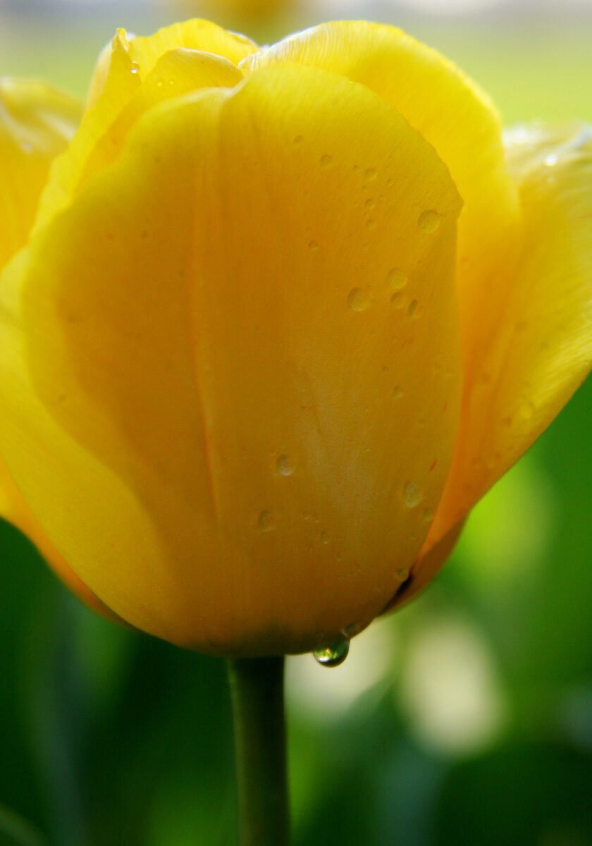 Photograph — Flowers & Gardens