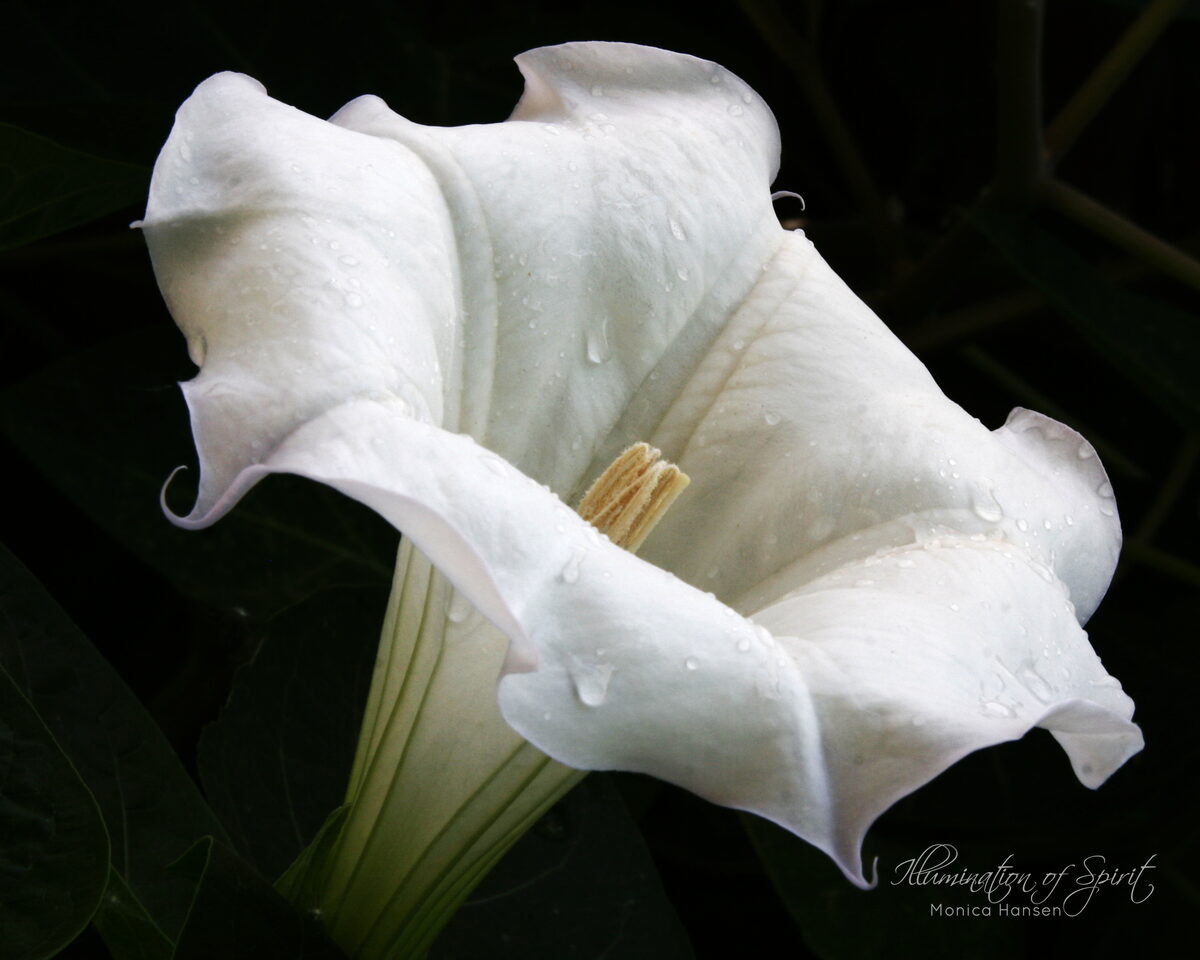 Photograph — Flowers & Gardens
