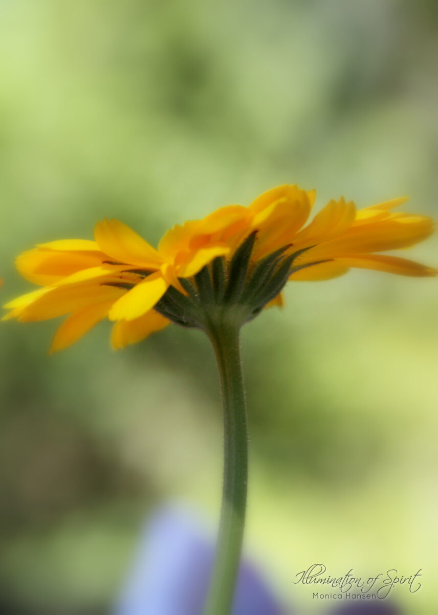 Photograph — Flowers & Gardens