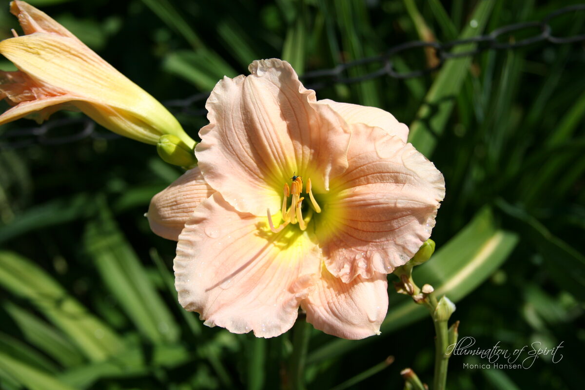 Photograph — Flowers & Gardens