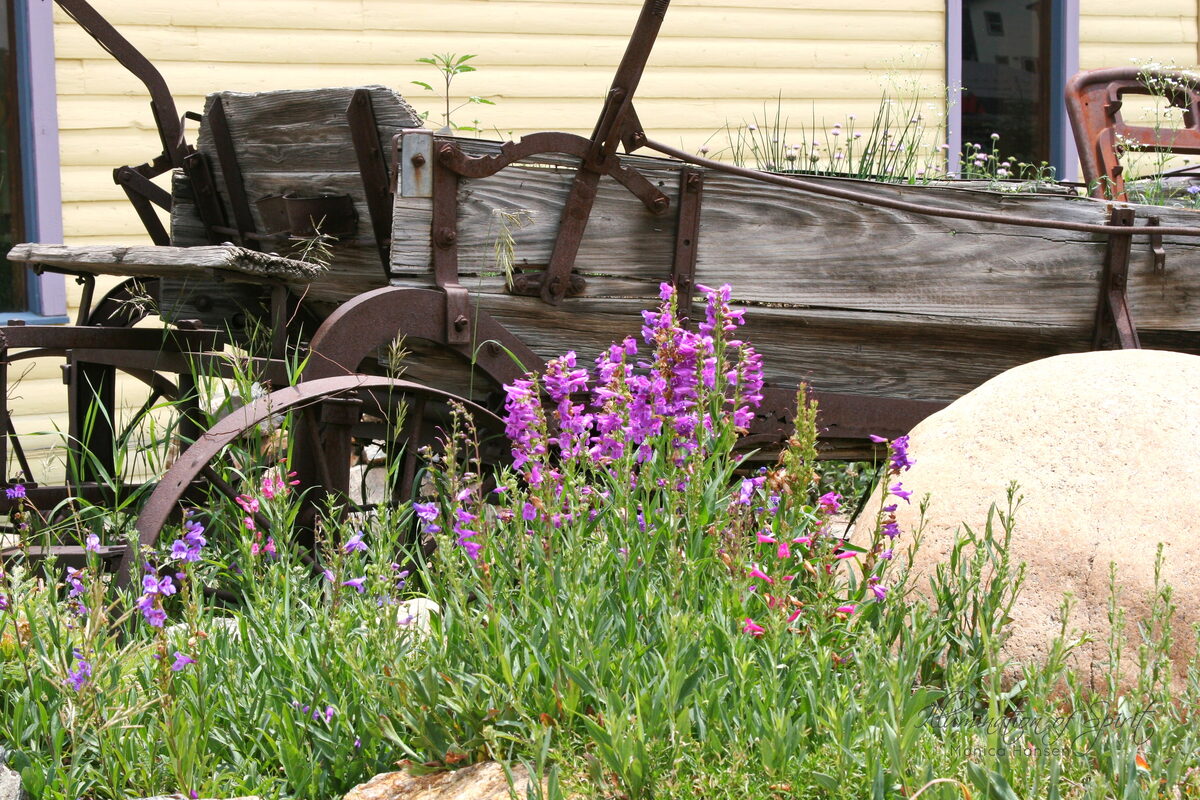 Photograph — Flowers & Gardens