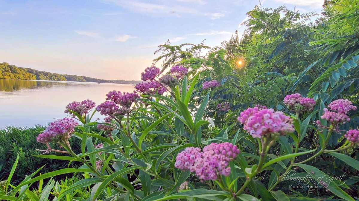 Photograph — Flowers & Gardens