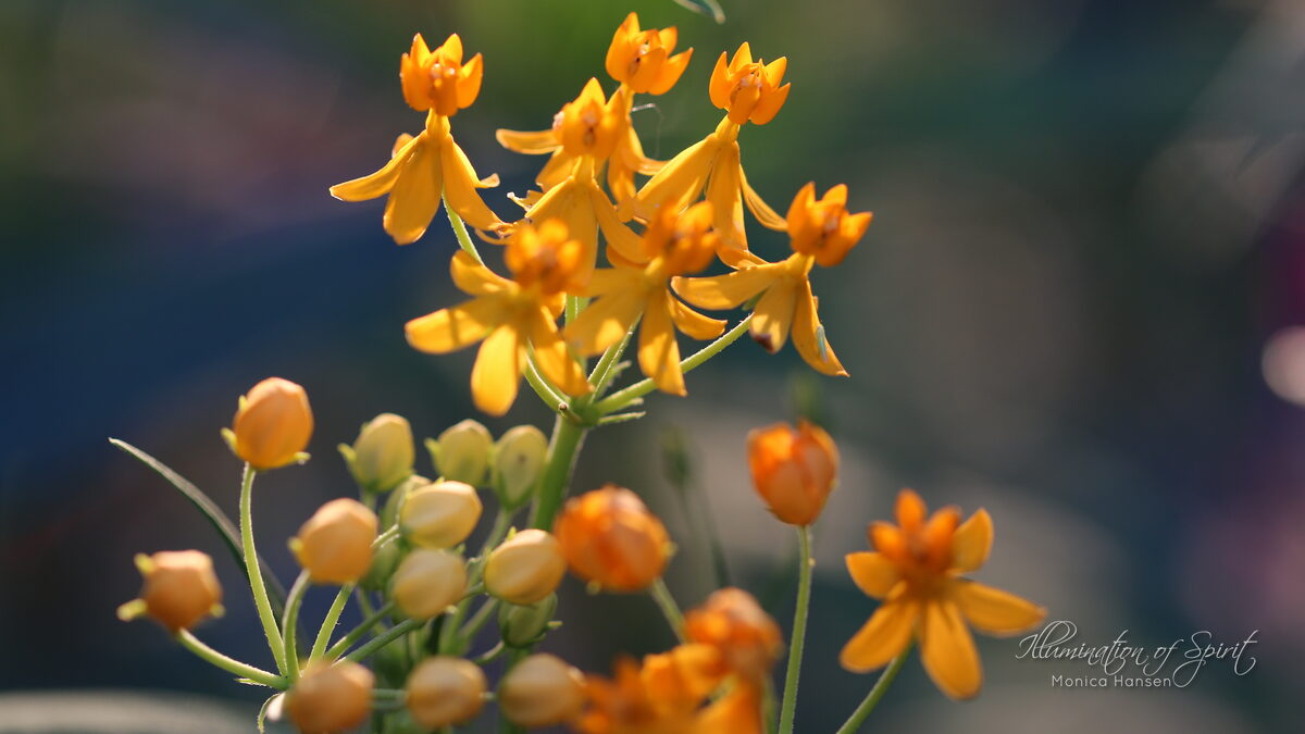 Photograph — Flowers & Gardens