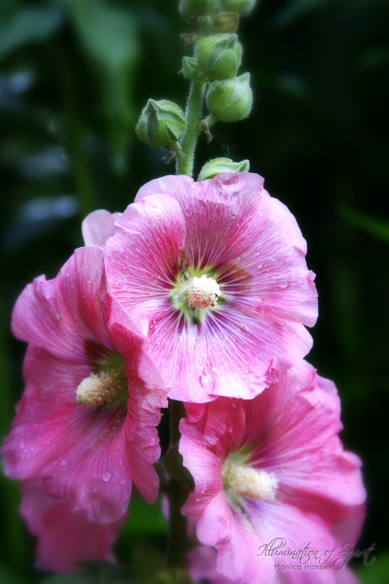 Photograph — Flowers & Gardens