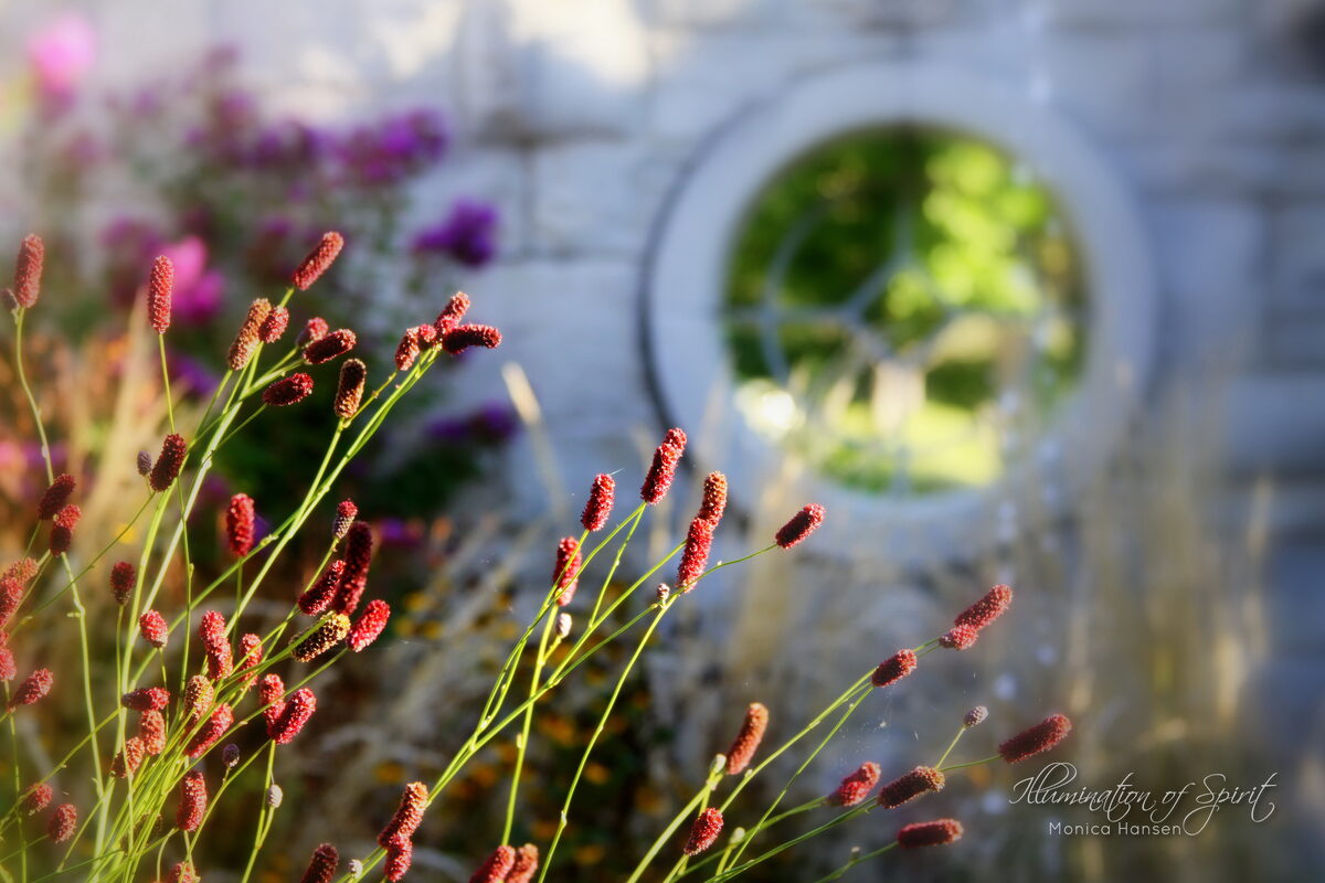 Photograph — Flowers & Gardens