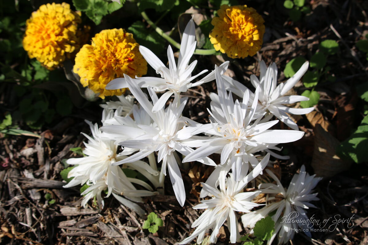 Photograph — Flowers & Gardens