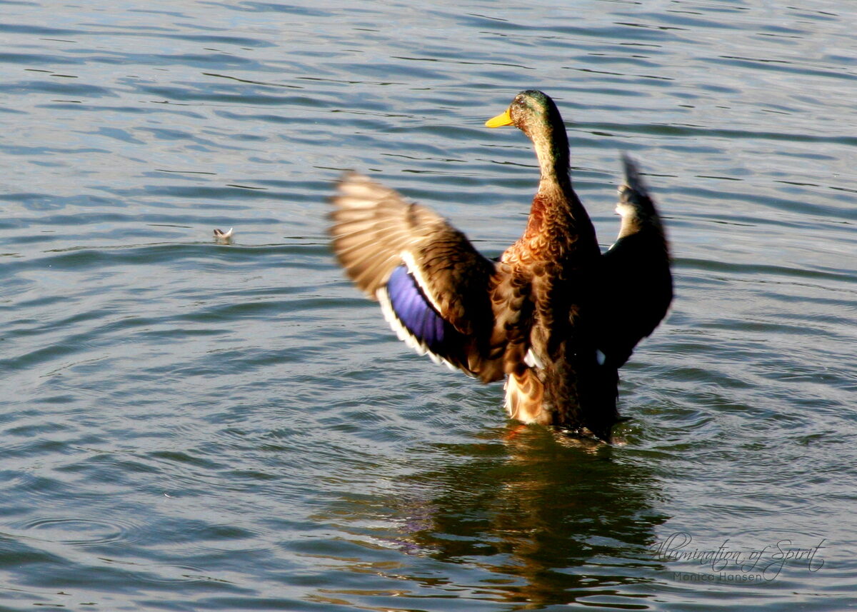 Photograph — Wildlife