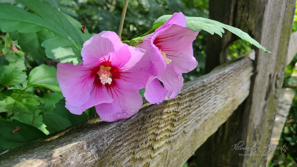 Photograph — Flowers & Gardens