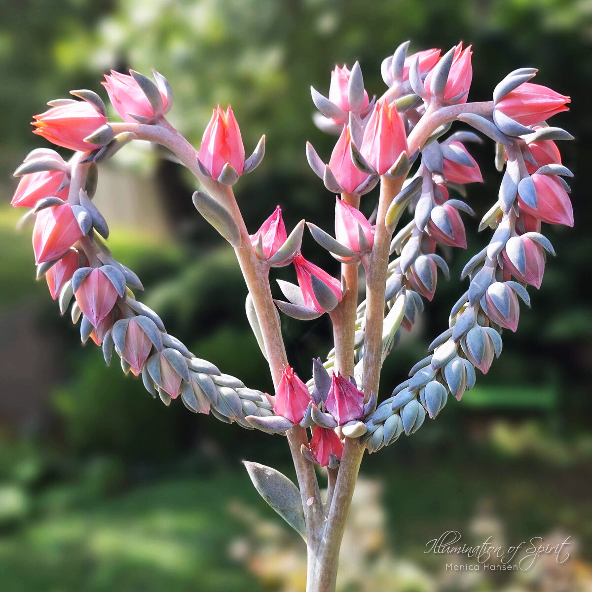 Photograph — Flowers & Gardens