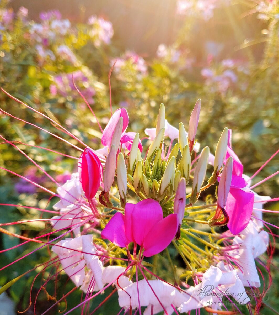Photograph — Flowers & Gardens