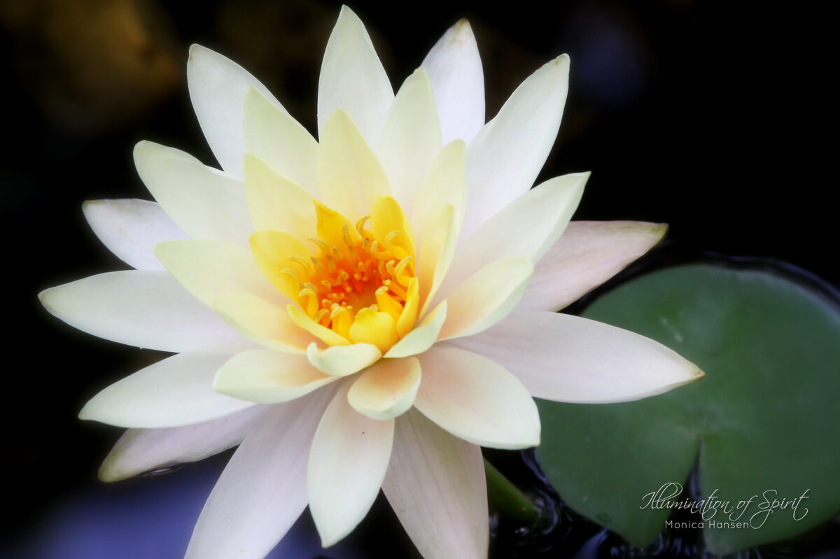 Photograph — Flowers & Gardens