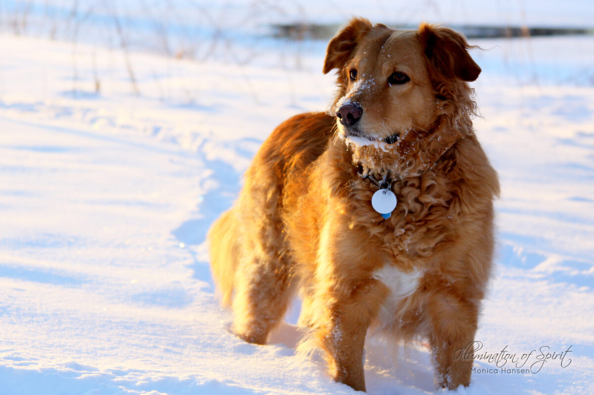 Photograph — Animal Companions