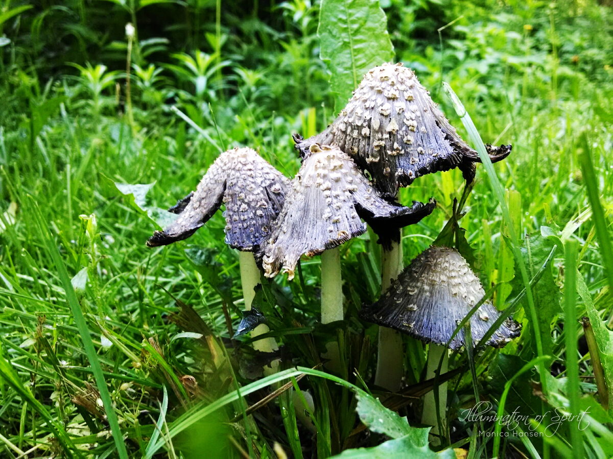 Photograph — Nature & Outdoors