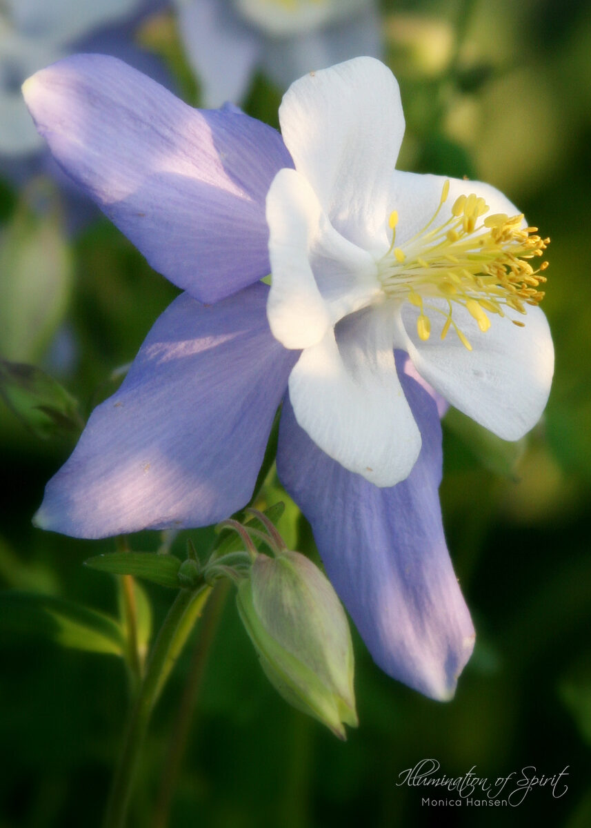 Photograph — Flowers & Gardens