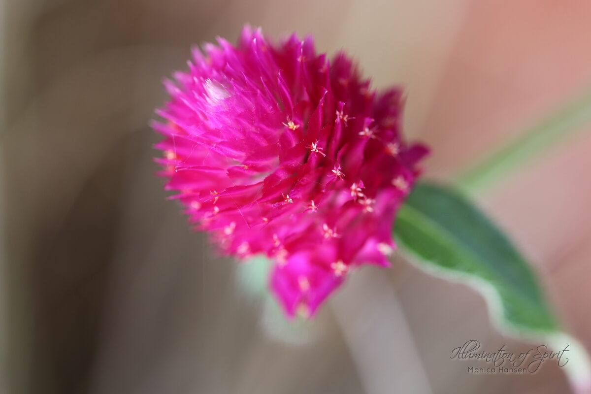 Photograph — Flowers & Gardens