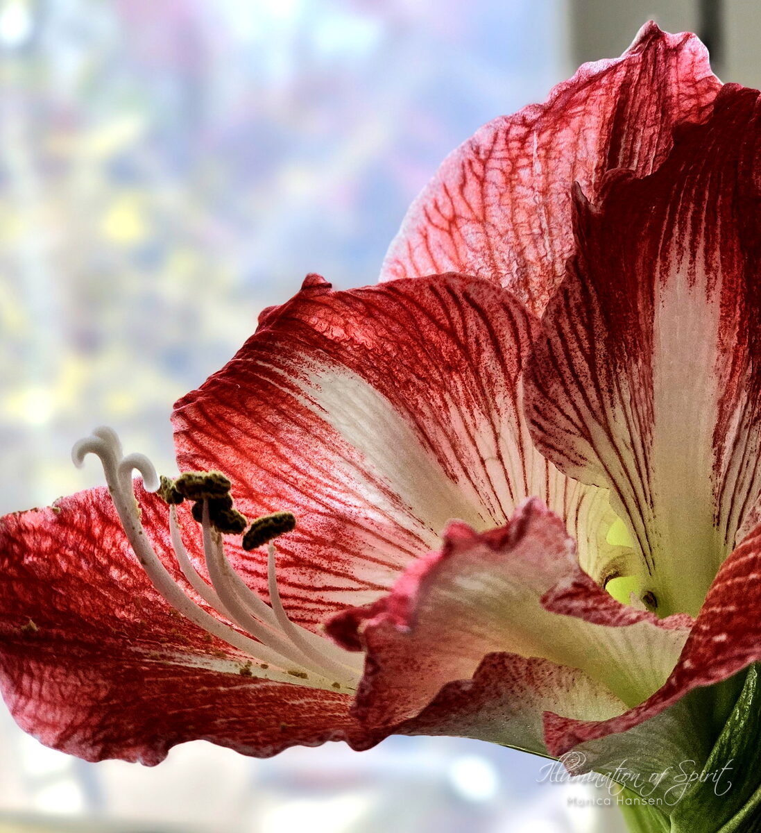 Photograph — Flowers & Gardens