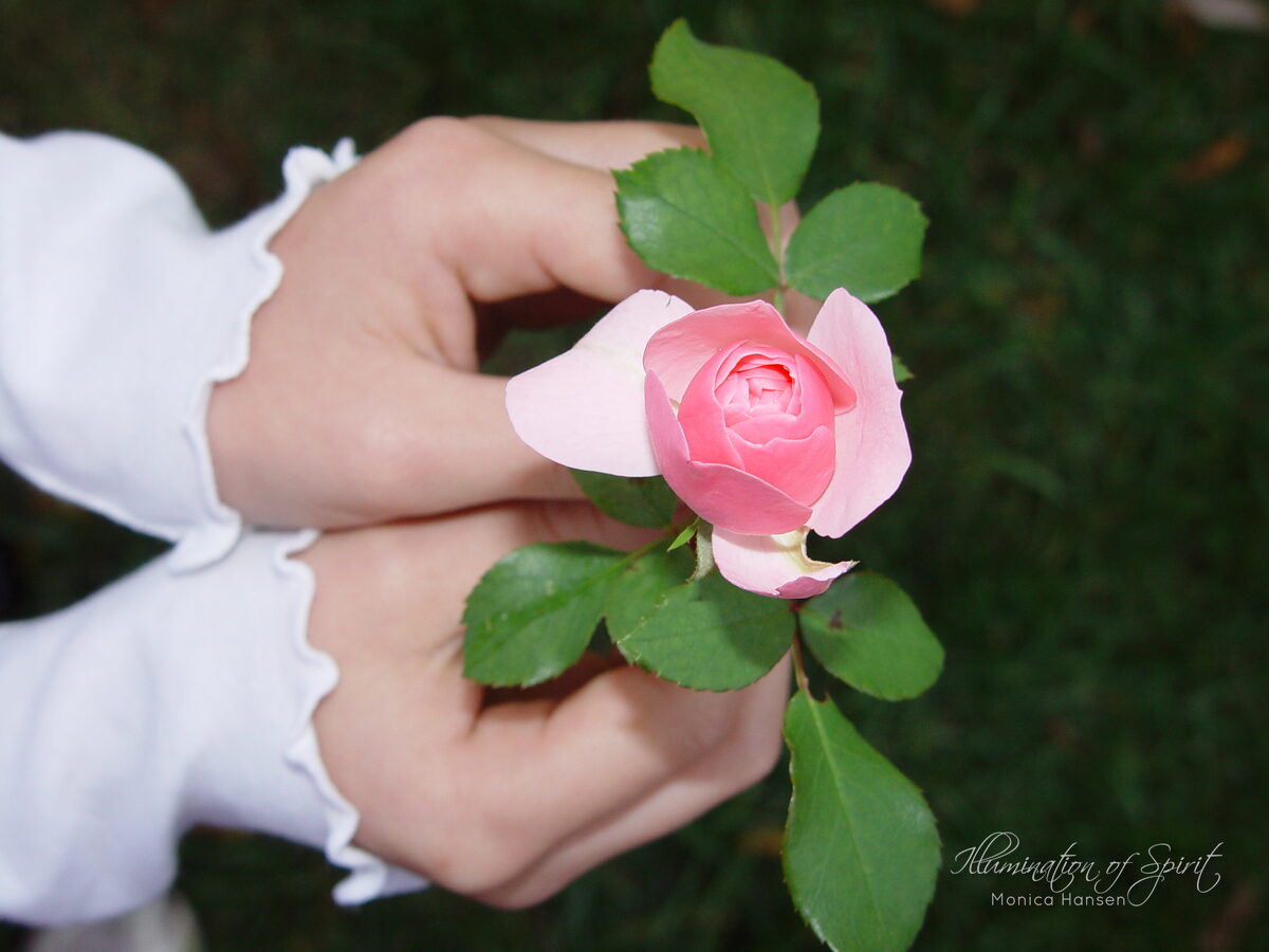 Photograph — Flowers & Gardens
