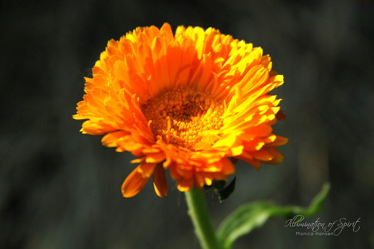 Photograph — Flowers & Gardens
