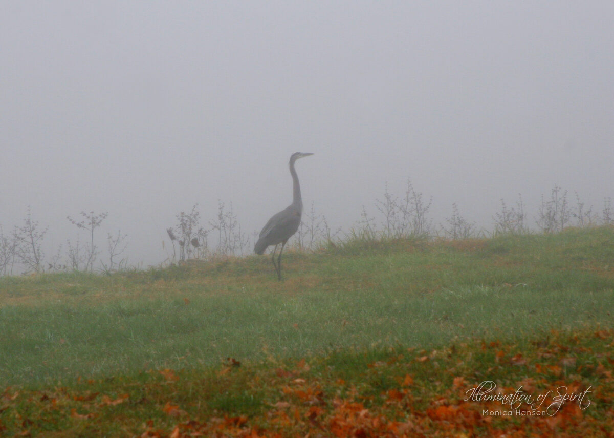 Photograph — Wildlife