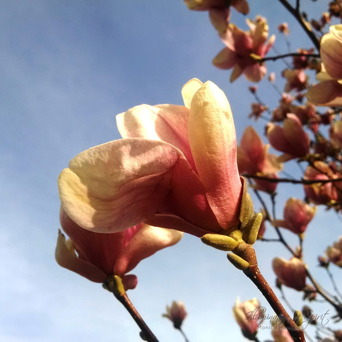 Photograph — Flowers & Gardens