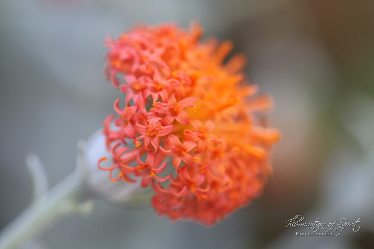 Photograph — Flowers & Gardens