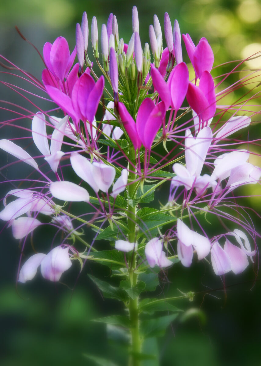 Photograph — Flowers & Gardens
