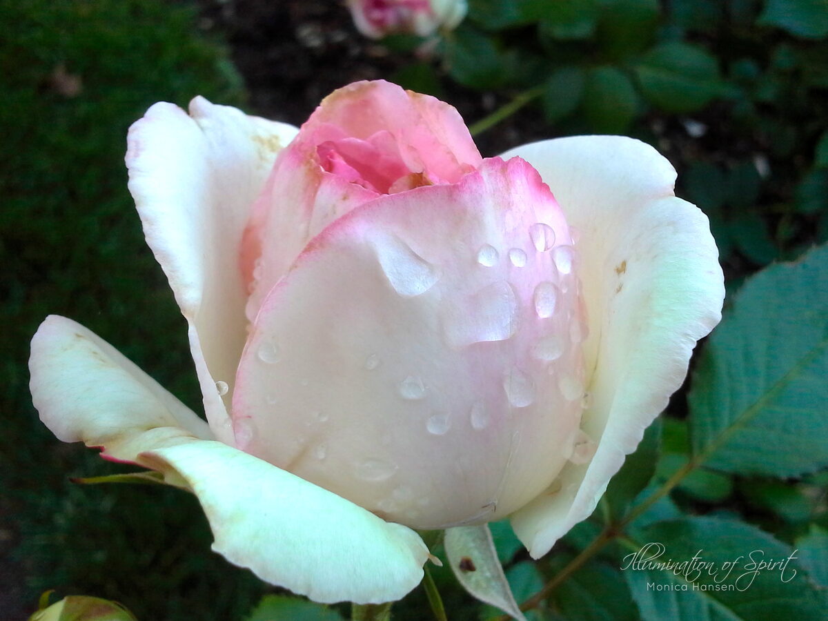 Photograph — Flowers & Gardens