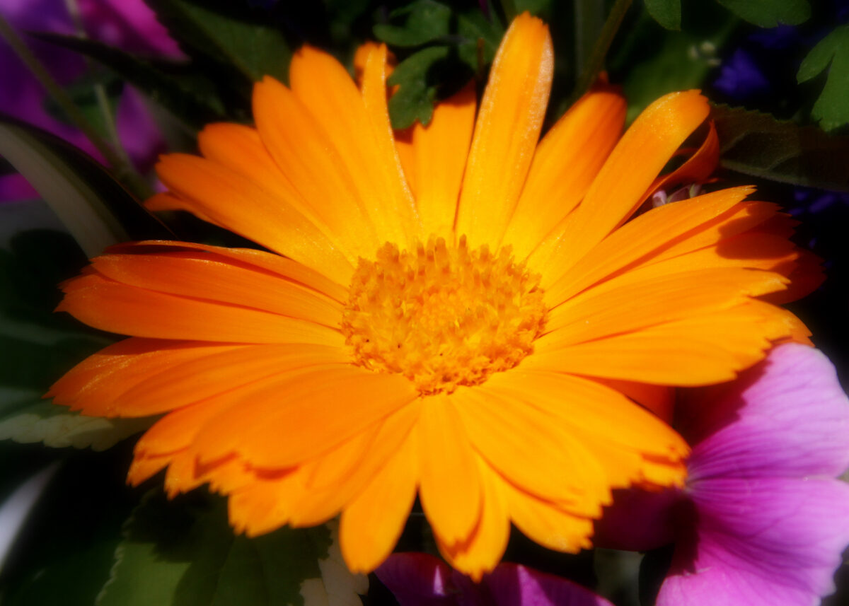 Photograph — Flowers & Gardens