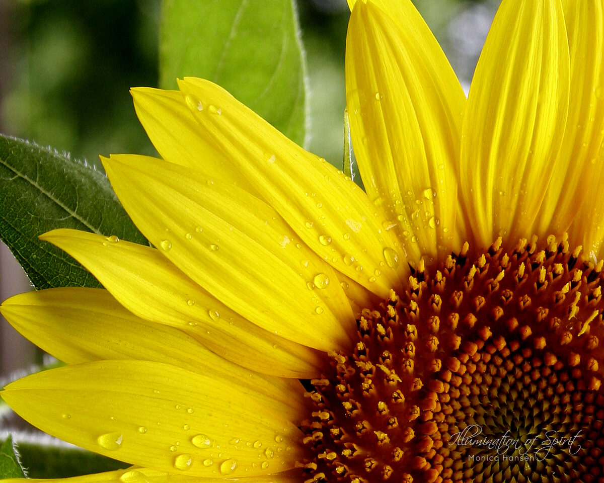 Photograph — Flowers & Gardens