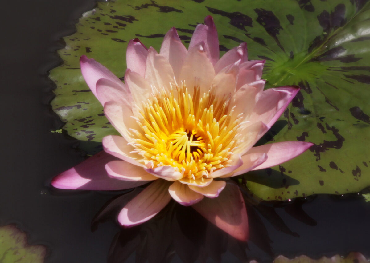 Photograph — Flowers & Gardens