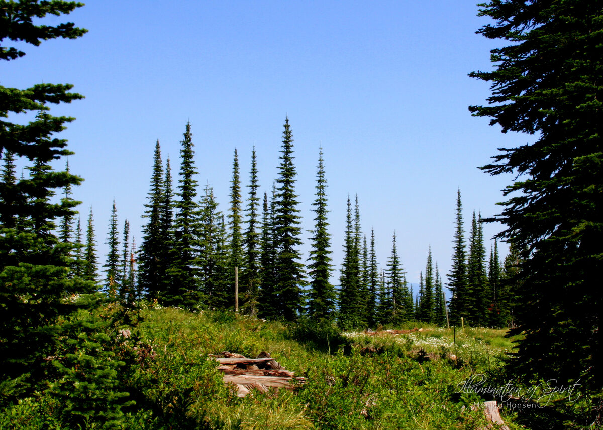 Photograph — Nature