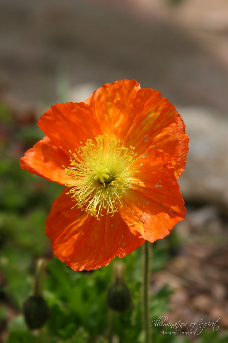 Photograph — Flowers & Gardens