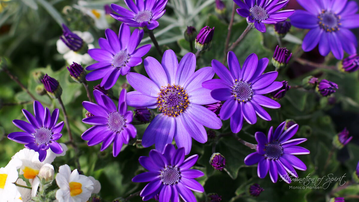 Photograph — Flowers & Gardens