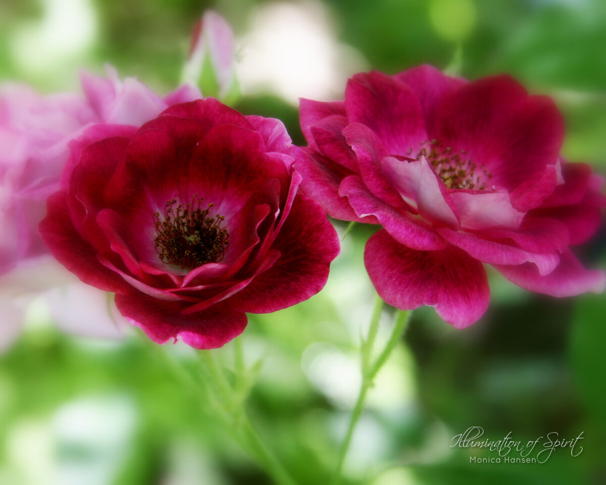 Photograph — Flowers & Gardens