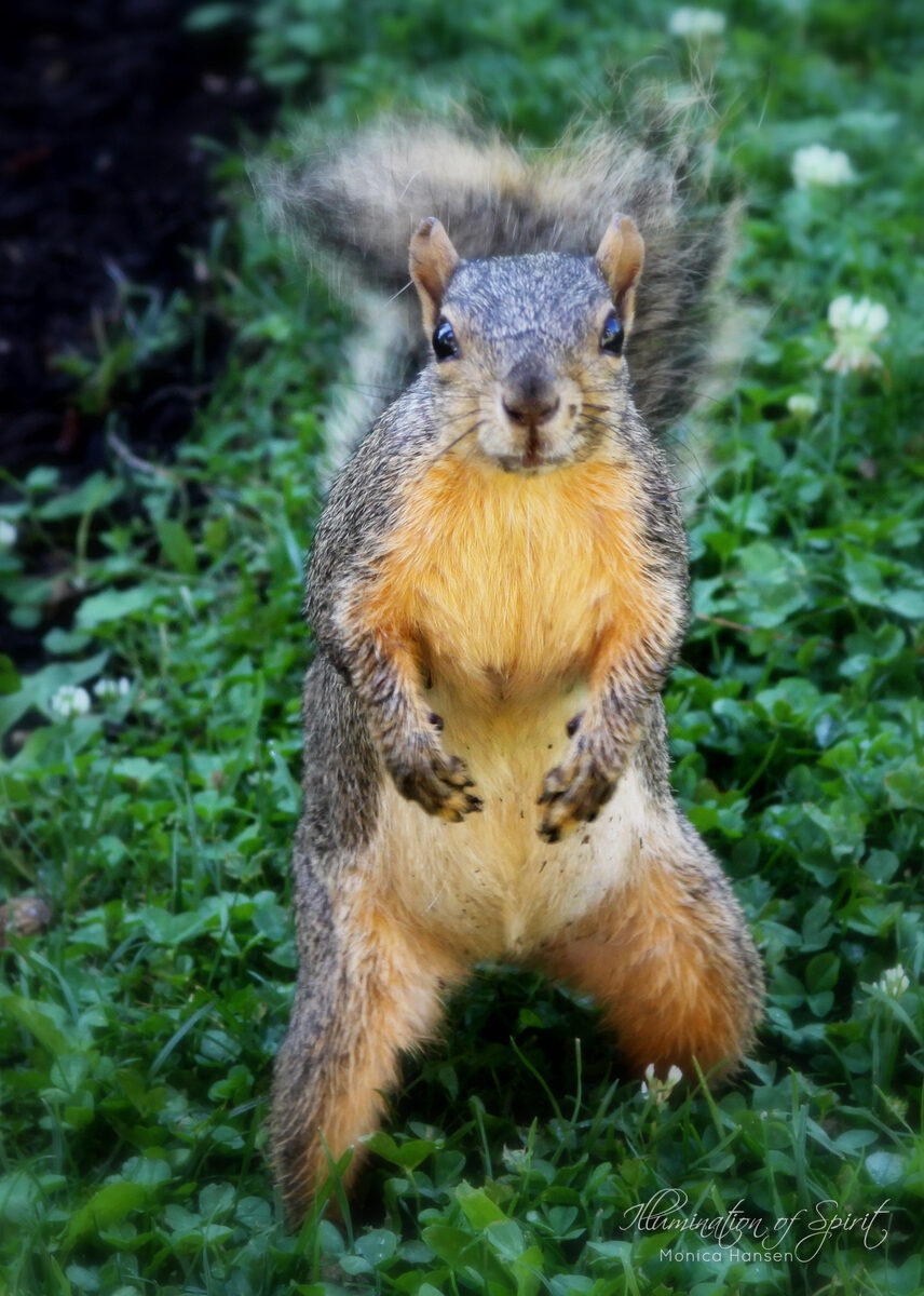 Photograph — Wildlife