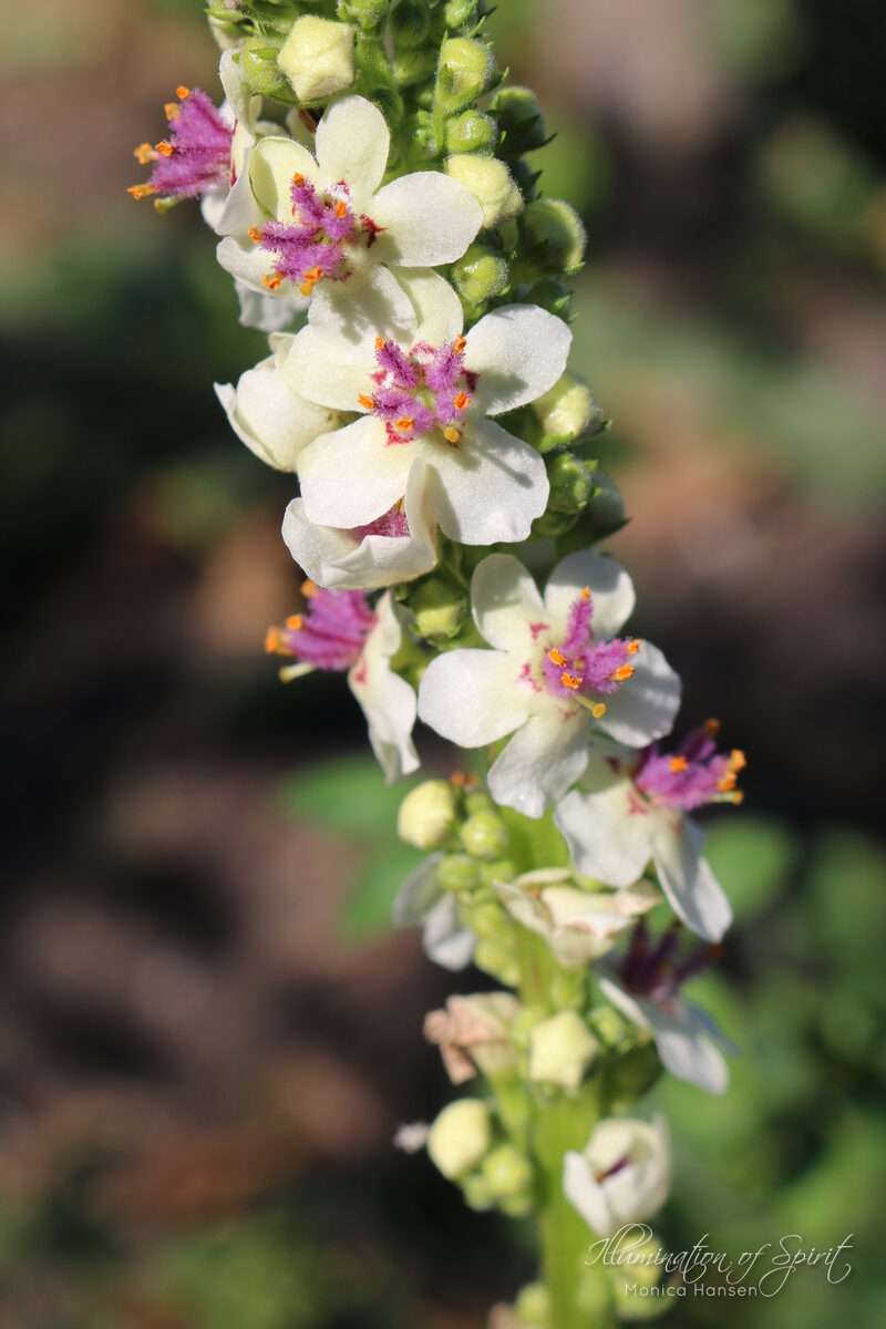 Photograph — Flowers & Gardens
