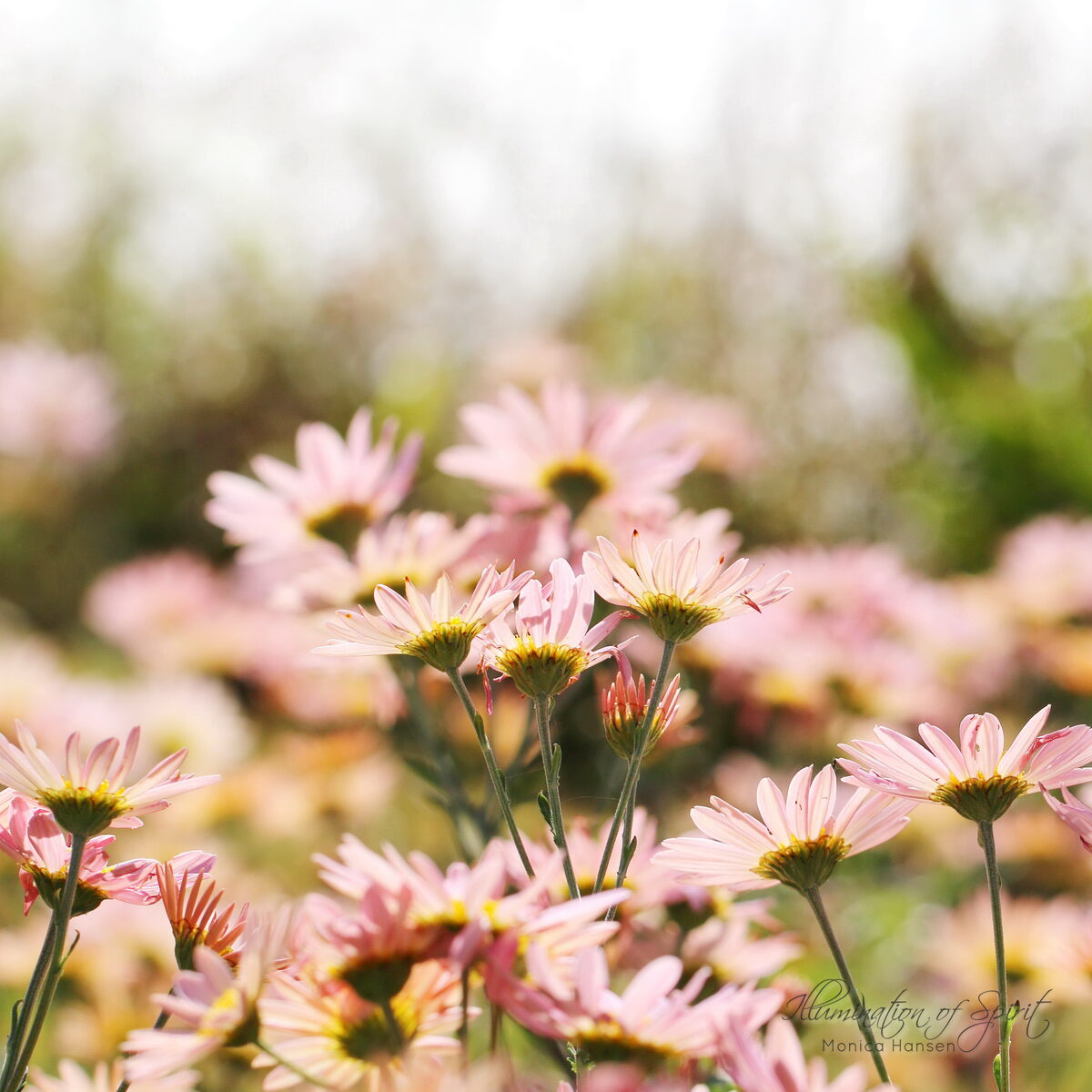 Photograph — Flowers & Gardens