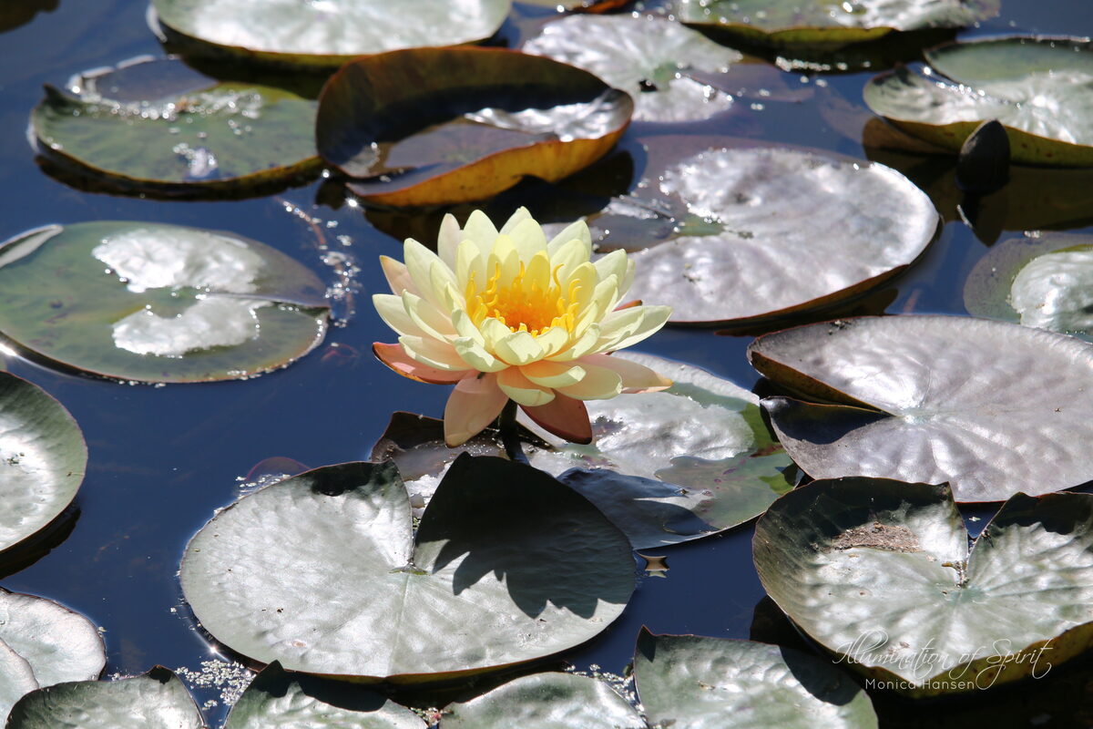 Photograph — Flowers & Gardens