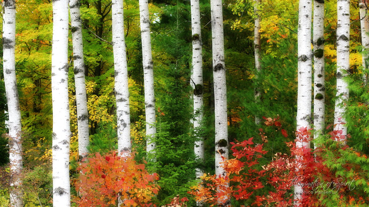 Photograph — Landscape