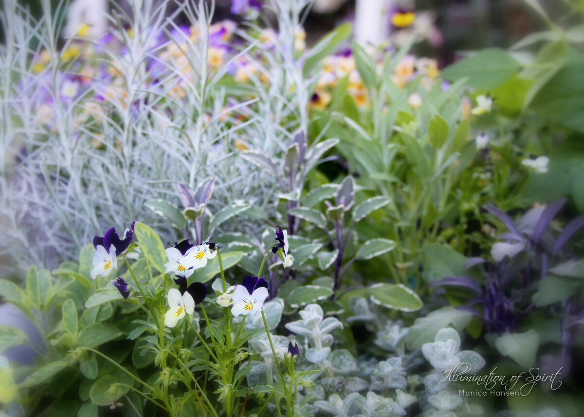 Photograph — Flowers & Gardens