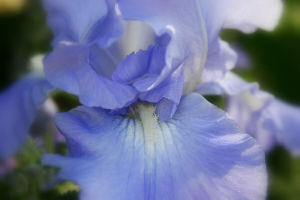 Photograph — Flowers & Gardens