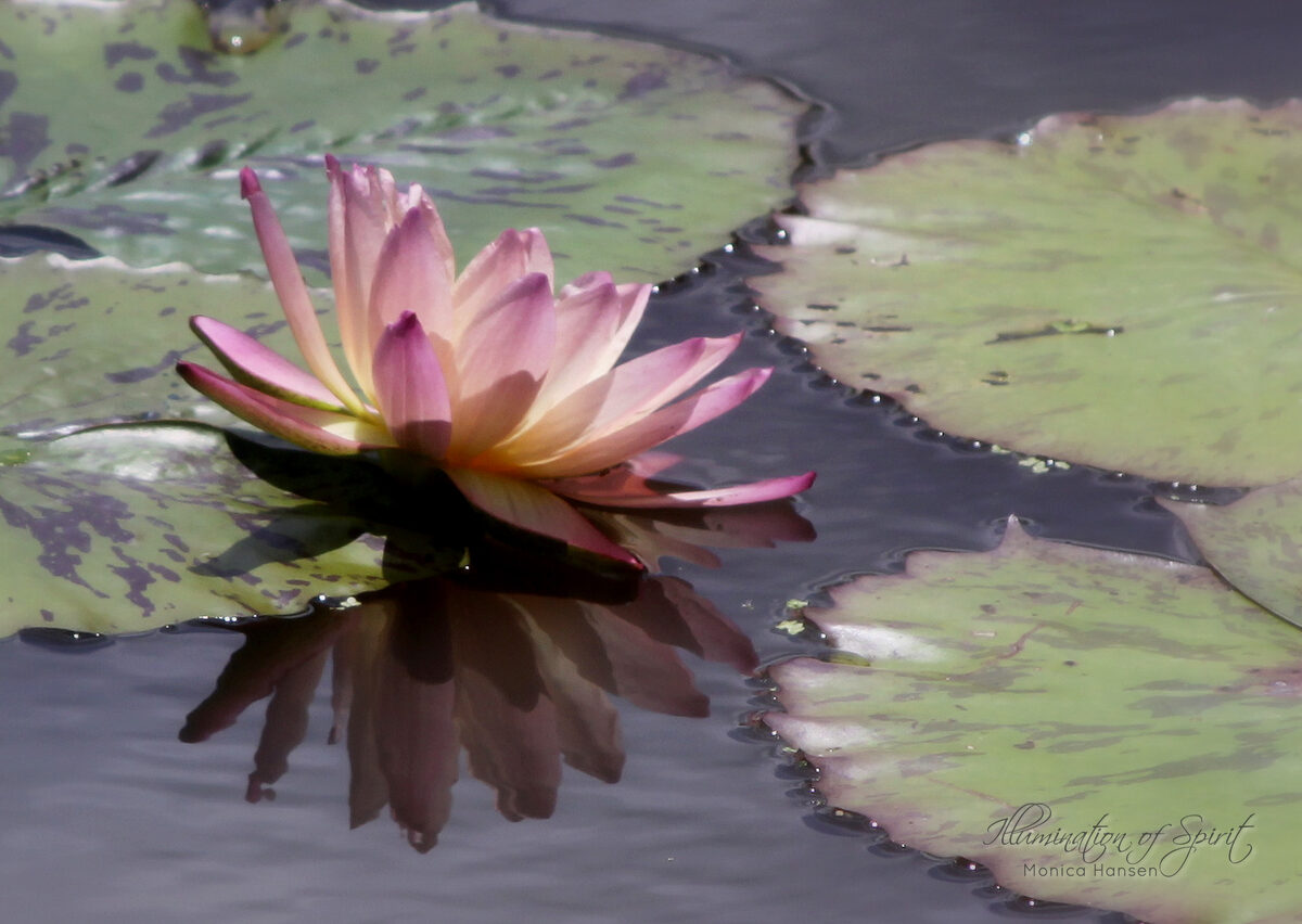 Photograph — Flowers & Gardens