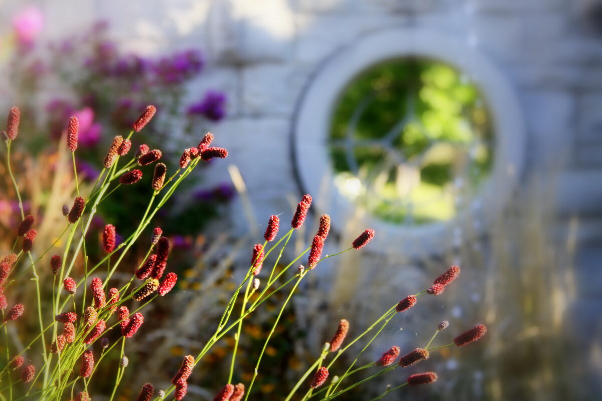 Photograph — Flowers & Gardens