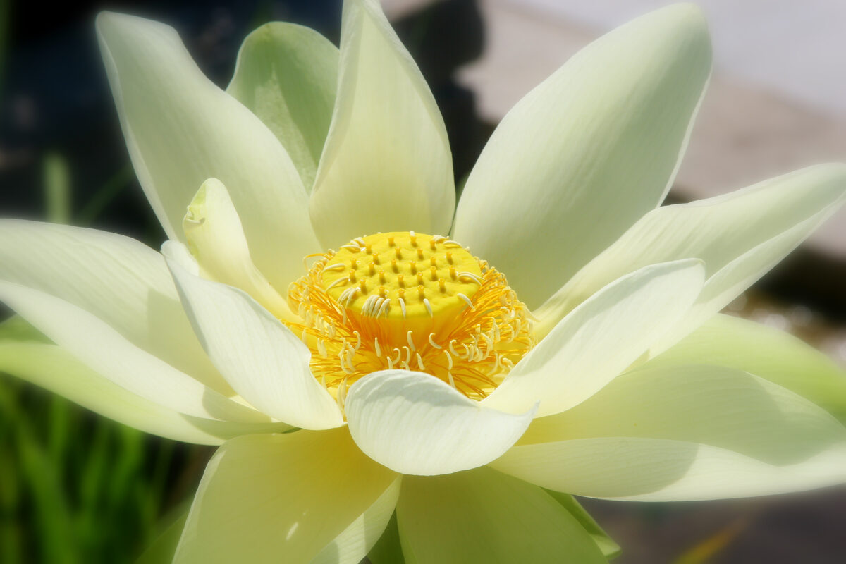 Photograph — Flowers & Gardens