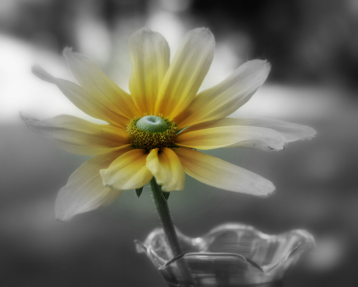 Photograph — Flowers & Gardens