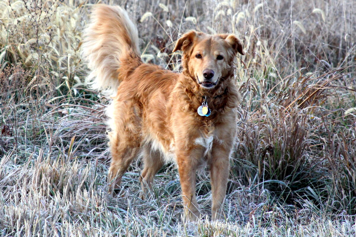 Photograph — Animal Companions
