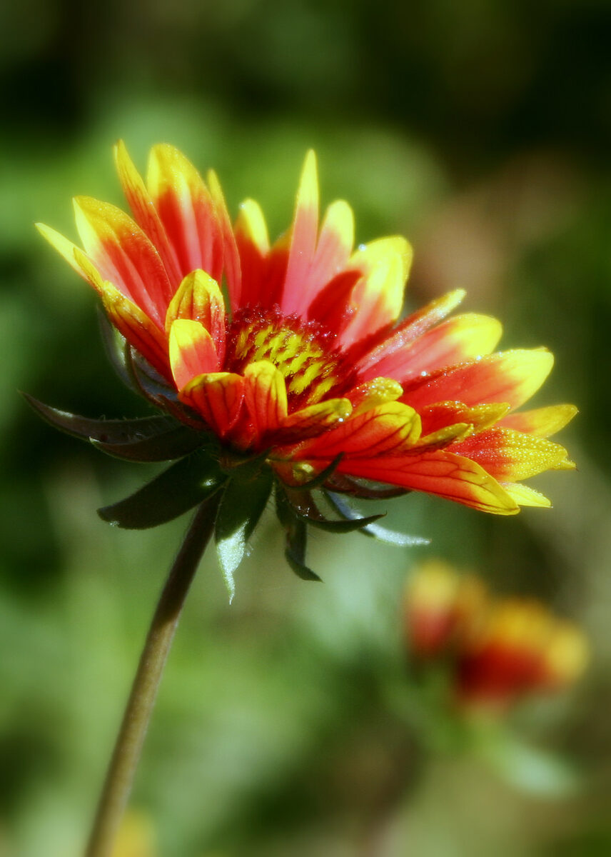 Photograph — Flowers & Gardens