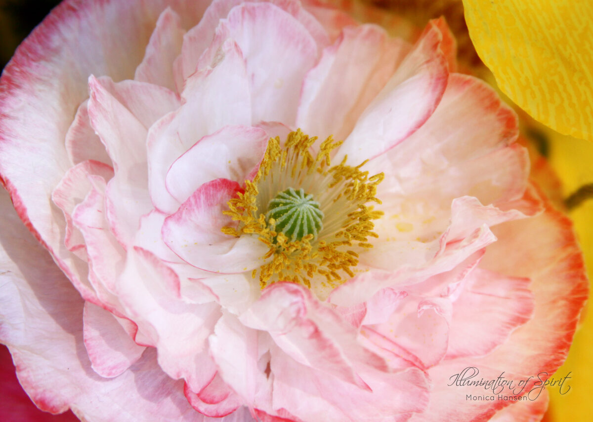 Photograph — Flowers & Gardens